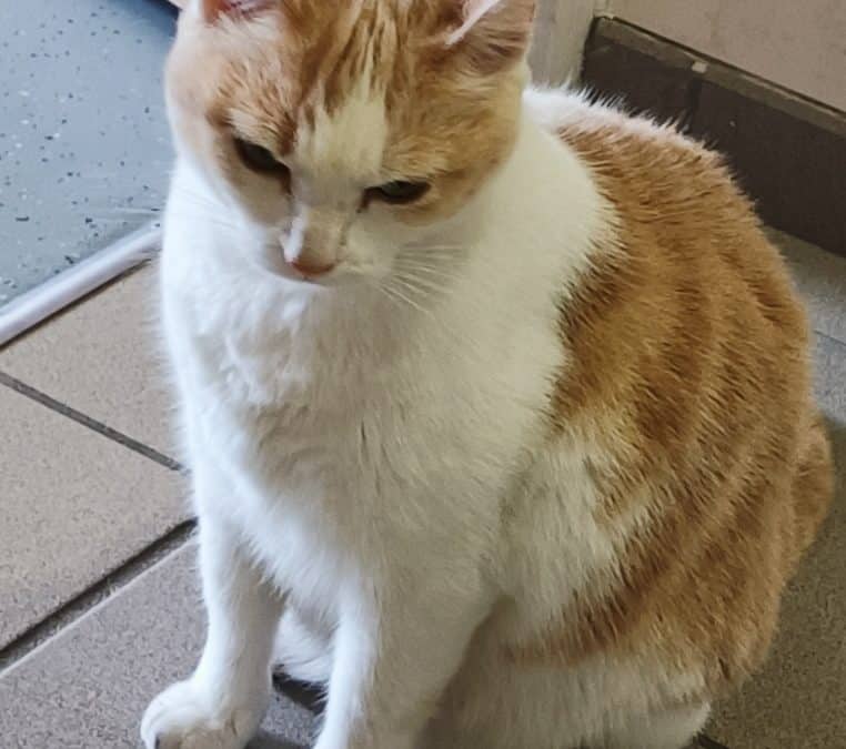 Une nouvelle résidente à St Joseph