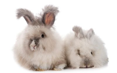 Médiation animale à Bossège